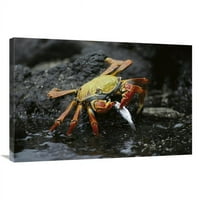 Глобална галерия в. Sally Lightfoot Crab Feeding on Young Mullet, Galapagos Islands, Ecuador Art Print - Tui de Roy