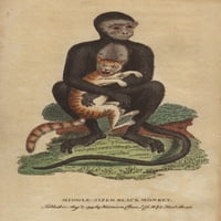 Черна маймуна със среден размер или лангур, печат на плакат на Cercopithecus Maurus от ® Florilegius Mary Evans