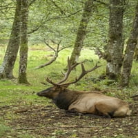 Eatonville, WA. American Elk Bull почива в северозападния парк за диви животни. Печат на плакат от Джанет Хортън